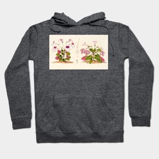 Sinningia concinna - Botanical Illustration Hoodie